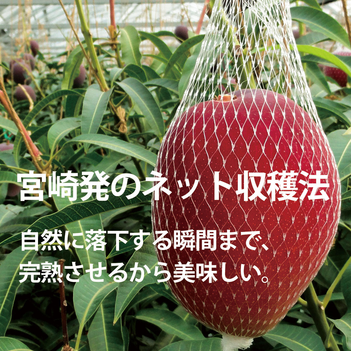 太陽のタマゴ 4L×2玉 化粧箱入り 完熟マンゴー